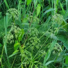 Western Water Hemlock thumbnail 3