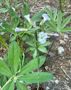 spreadingpod rockcress thumbnail 2