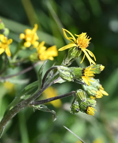 Black-tip Groundsel