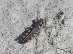 Kennicott's Spur-throat Grasshopper thumbnail 3