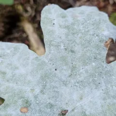 Sawadaea bicornis thumbnail 4