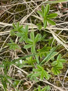 Alpine Lady's-mantle thumbnail 1