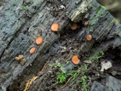 Scutellinia kerguelensis thumbnail 2