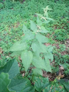 Nettle Powdery Mildew thumbnail 3