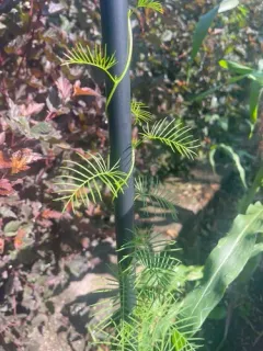 Cypress Vine thumbnail 1