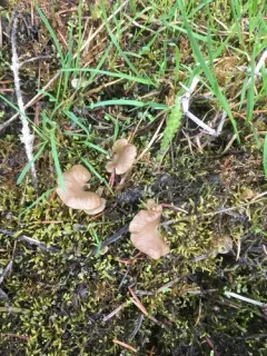 Arrhenia lobata thumbnail 2