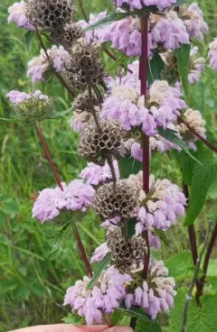 Tuberous Jerusalem sage thumbnail 4