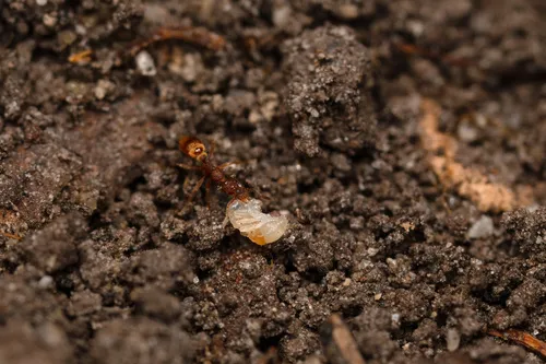Reflexed Mustache Ant