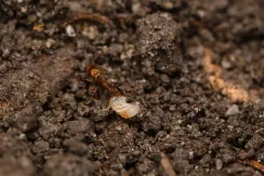 Reflexed Mustache Ant thumbnail 1