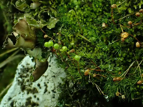 Stiff Apple-moss