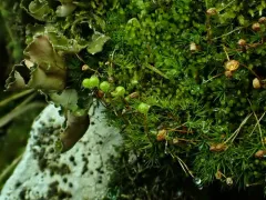 Stiff Apple-moss thumbnail 1