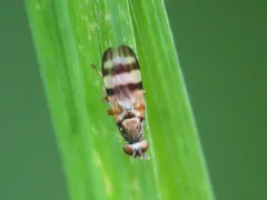 Chaetopsis fulvifrons thumbnail 3