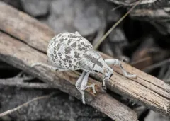 Ophryastes cinerascens thumbnail 3