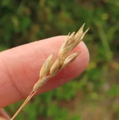 mountain heath grass thumbnail 3