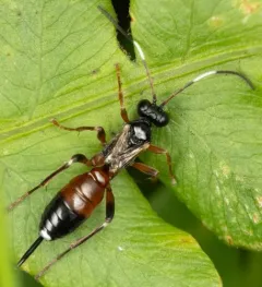 Agrothereutes abbreviatus thumbnail 4