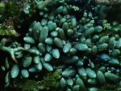Coral Frostwort thumbnail 3