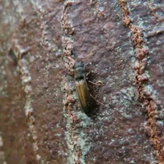 Isorhipis obliqua thumbnail 1