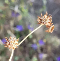 Clustered clover thumbnail 4