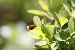 Chrysomela schaefferi thumbnail 2