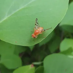 Rose Hip Fly thumbnail 1