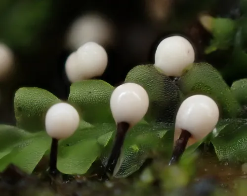 Lamproderma columbinum