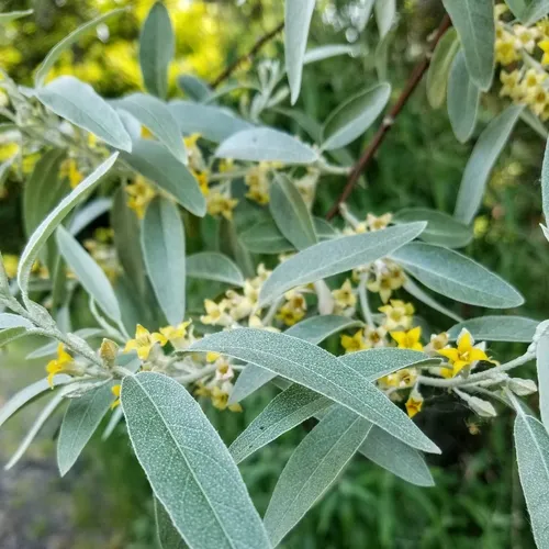 Russian olive
