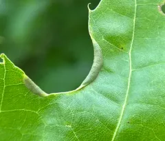 Marginal Leaf Fold Gall Midge thumbnail 4