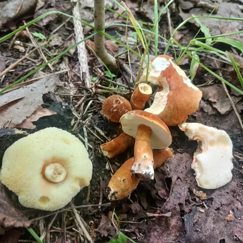 Gyroporus borealis