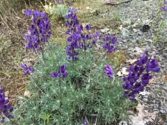 Silver Bush Lupine thumbnail 2