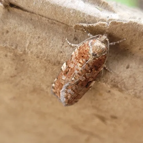 Western Spruce Budworm Moth