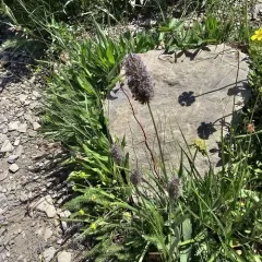 Alpine Timothy thumbnail 4