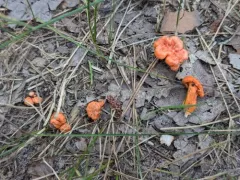 Cantharellus corallinus thumbnail 3