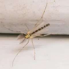 Chironomus atroviridis thumbnail 4