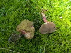 Xerocomellus truncatus thumbnail 3