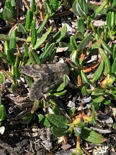 Lasionycta uniformis