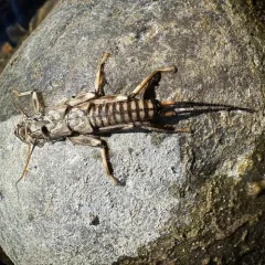 Shortwing Stonefly thumbnail 4