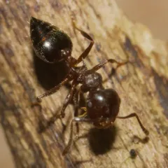 Cherry Acrobat Ant thumbnail 2