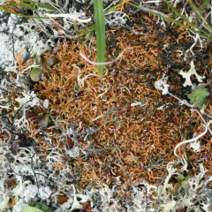 Globe Ball Lichen thumbnail 4