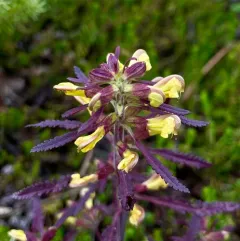 Labrador Lousewort thumbnail 3