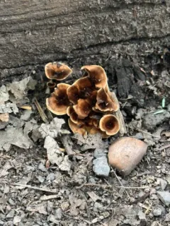 Hydnellum conigenum thumbnail 1