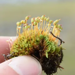 Helmet-moss thumbnail 4