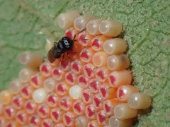Samurai Wasp thumbnail 2