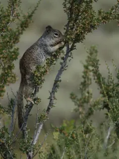 Rock Squirrel thumbnail 3