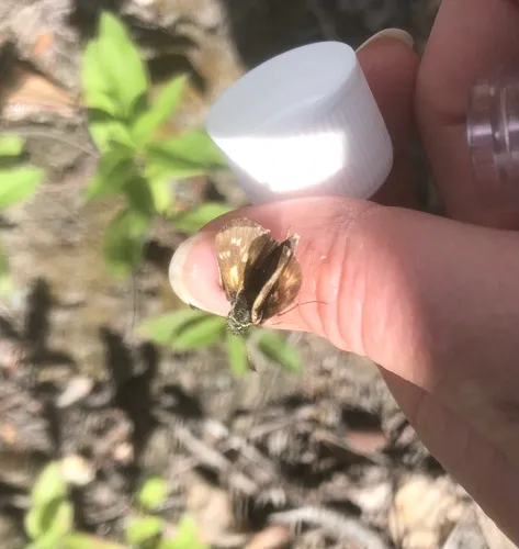 Draco Skipper
