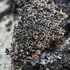 Fragile Coral Lichen thumbnail 4
