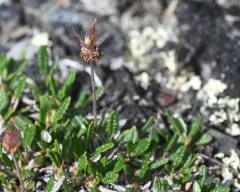 Ajan Mountain-avens thumbnail 4