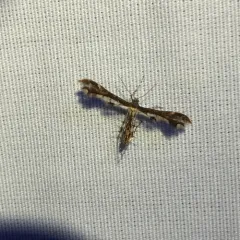 Evans' Plume Moth thumbnail 2