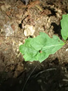 Leiobunum bracchiolum thumbnail 3