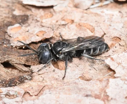Pisonopsis clypeata