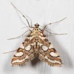 Nymphula Moth thumbnail 3